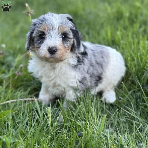 Peach, Mini Bernedoodle Puppy